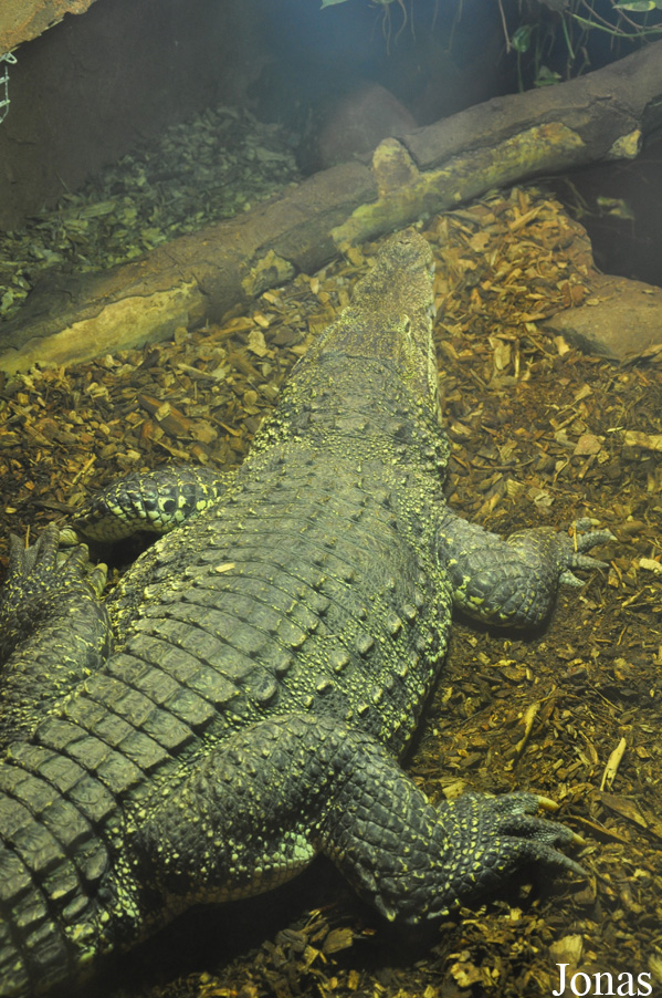 Krokodille Zoo