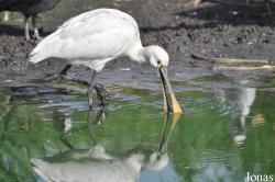 Vogelpark Niendorf