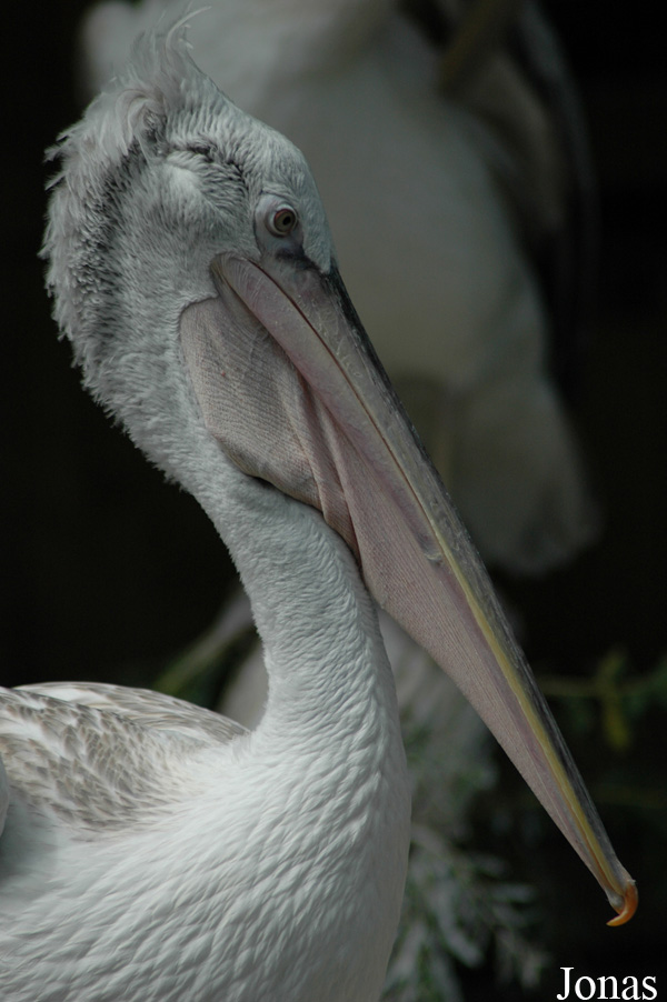 Zoo de Maubeuge