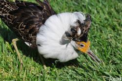 Charadriiformes