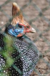 Burgers' Zoo