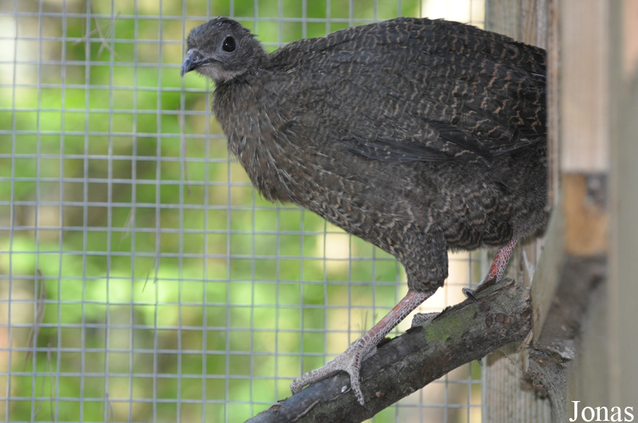 Cracid Breeding and Conservation Centre (CBCC)