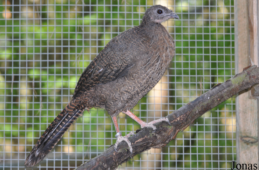 Cracid Breeding and Conservation Centre (CBCC)