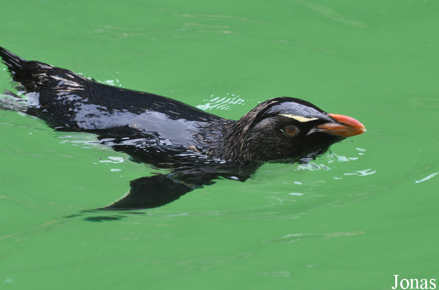 Erlebnis-Zoo Hannover