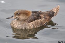 P. Kooy & Sons Waterfowl Breeding Farm (P)