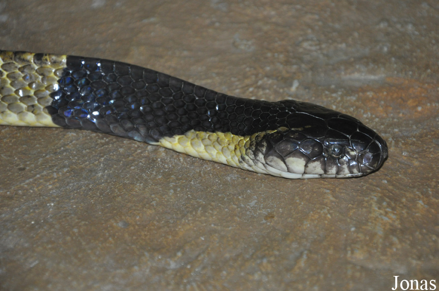 Snake Farm