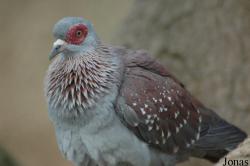 Columba guinea