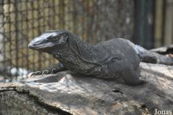 Dusit Zoo