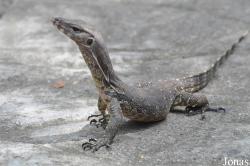 Varanus salvator