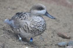 Durrell Wildlife Conservation Trust