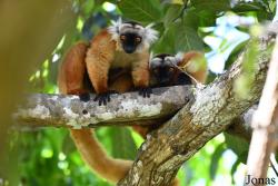 Eulemur macaco