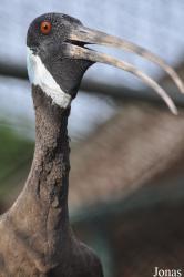 Bangpra Water Bird Breeding Station (P)