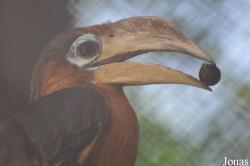 Khao Kheow Open Zoo