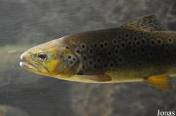 Salmo trutta
