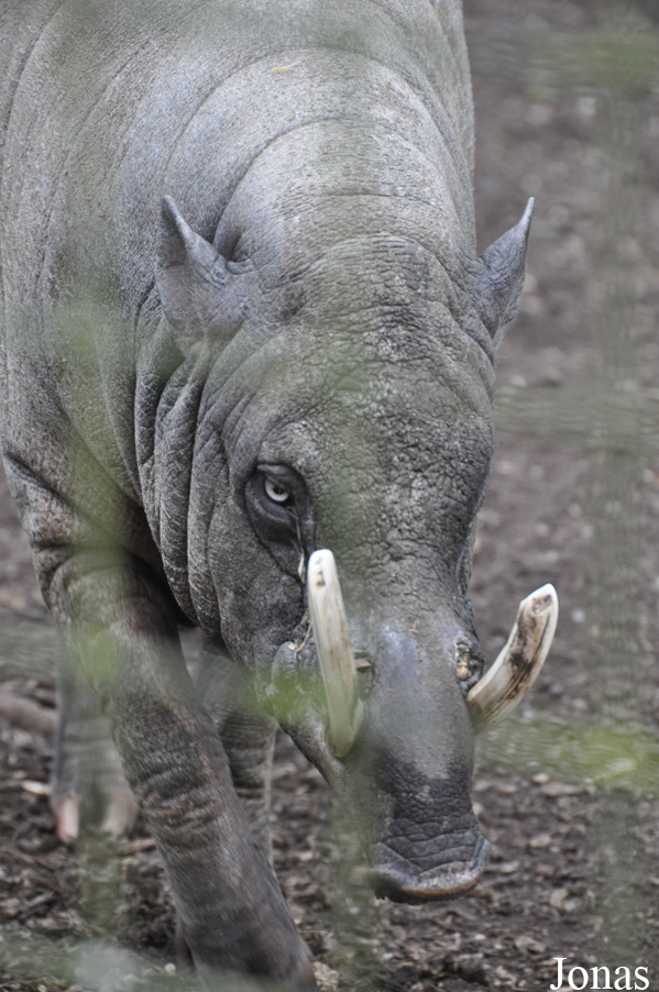 Dudley Zoological Gardens