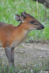 Kumasi Zoo