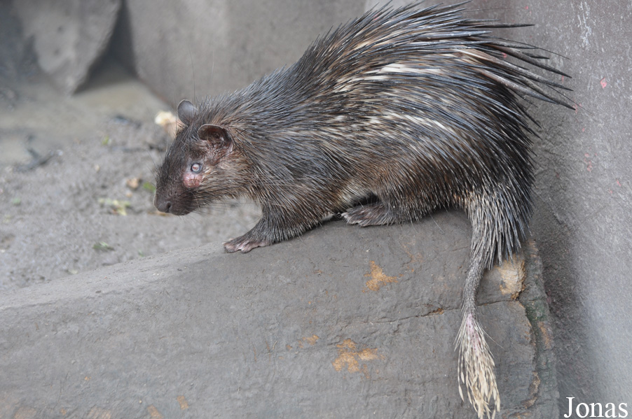 Kumasi Zoo