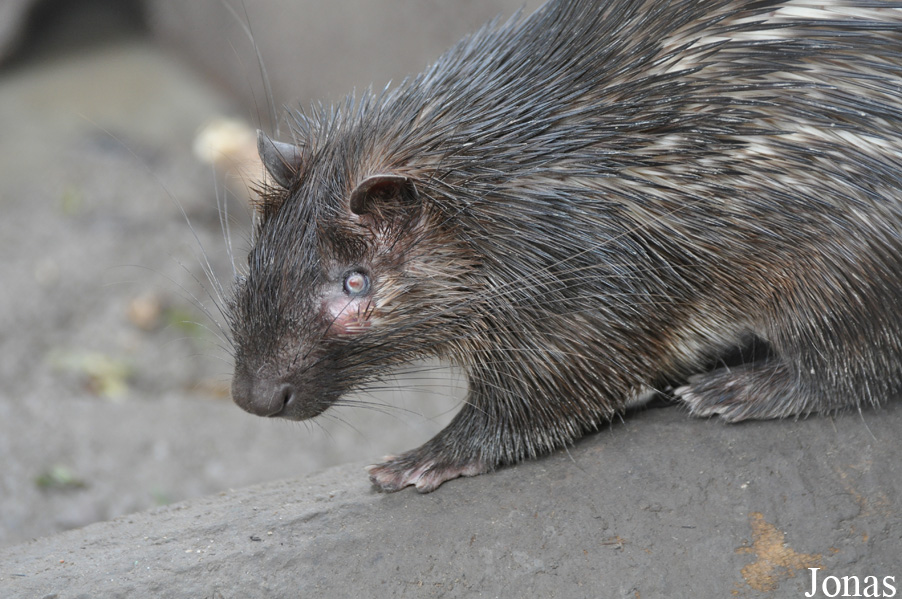 Kumasi Zoo
