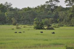 Mole National Park