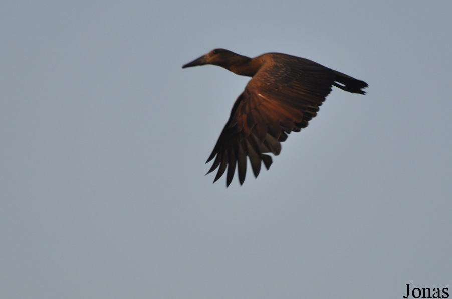 Mole National Park