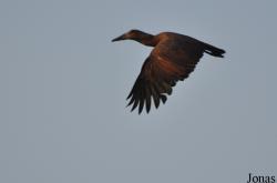 Mole National Park
