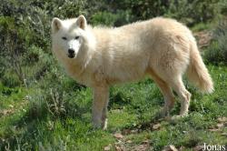Lobo Park