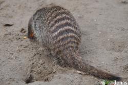 Tierpark Berlin