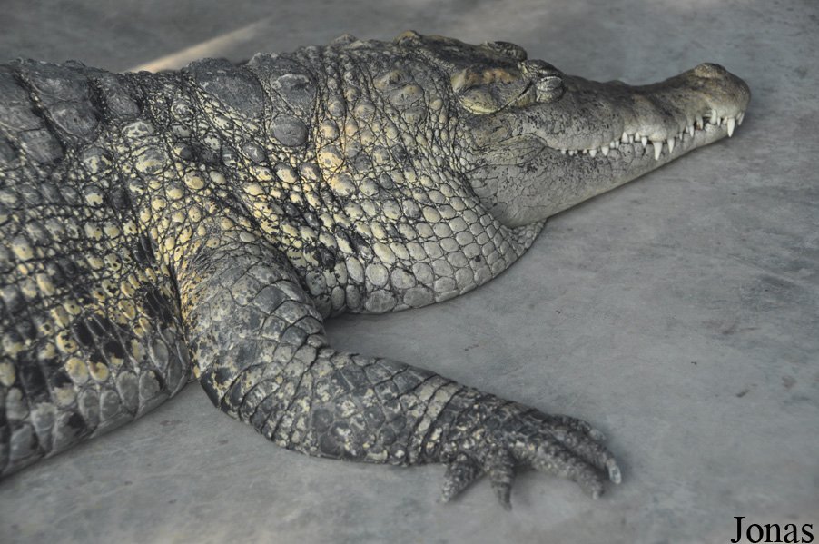 Crocopark Guangzhou