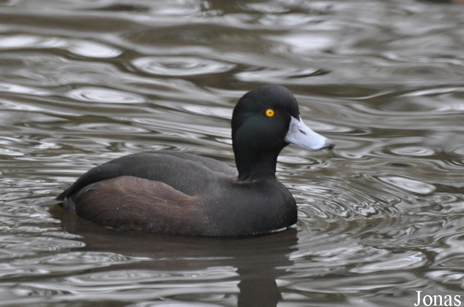 WWT Martin Mere Wetland Centre