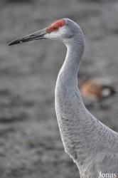 Blackbrook Zoological Park