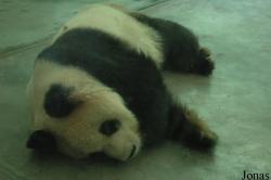 Shanghai Zoo