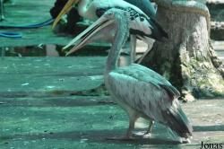 Saigon Zoo & Botanical Gardens