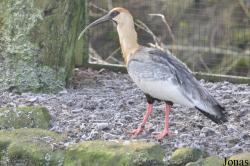 Blackbrook Zoological Park