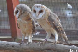 The Raptor Foundation