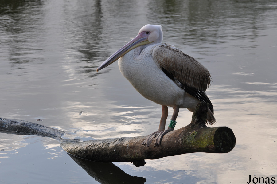 Vogelpark Marlow