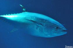 Thunnus orientalis