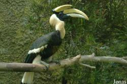 Buceros bicornis