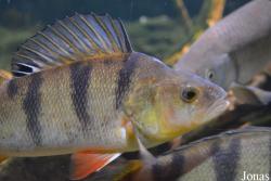 Percidae