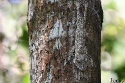 Uroplatus fimbriatus