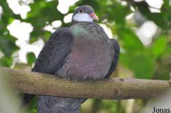 Weltvogelpark Walsrode