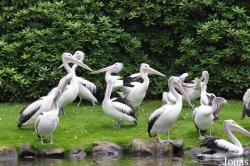 Weltvogelpark Walsrode