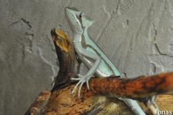 Reptilien-Zoo Kirchberg im Wald