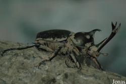 Scarabaeidae