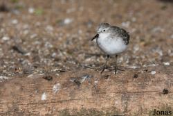 Calidris minuta