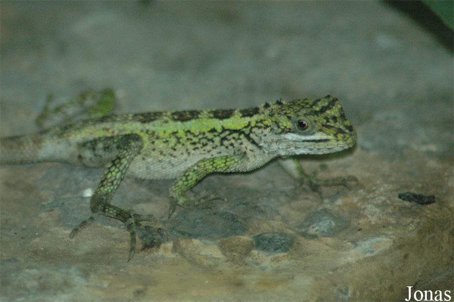 Shanghai Natural Wild-Insect Kingdom