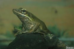Rhacophorus reinwardtii
