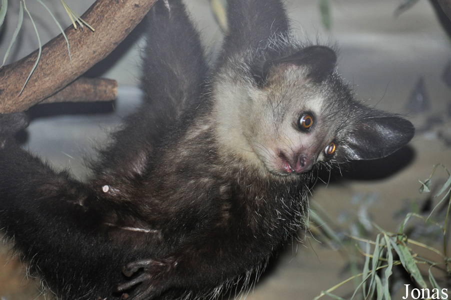 Zoo Frankfurt