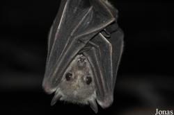 Chiroptera