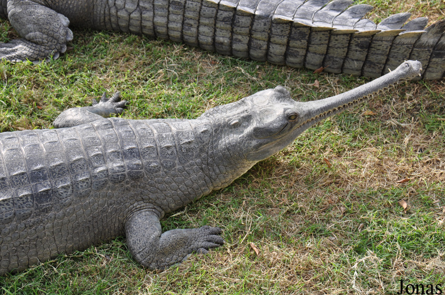 Hamat Gader Alligator Park