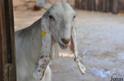 Chèvre Shami